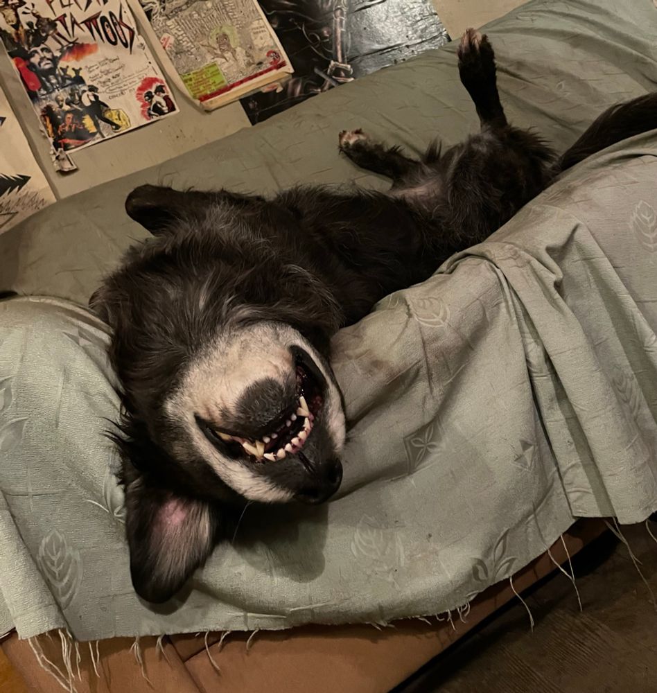 Photo de ma chienne, couchée à l’envers sur le canapé avec les babines retroussées 