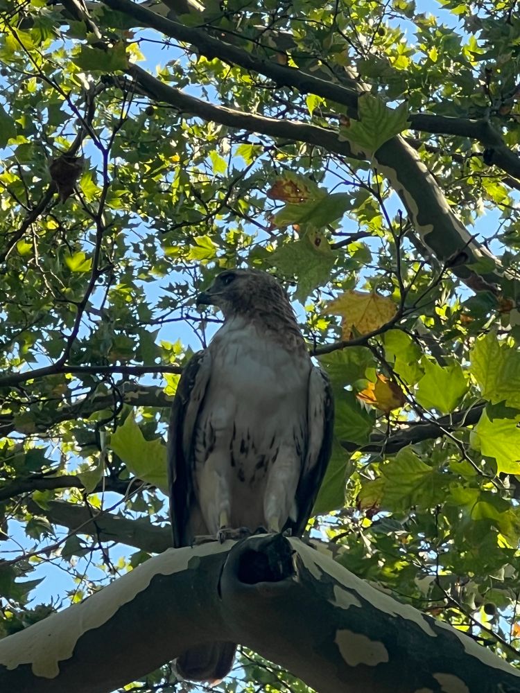 a red tailed hawk perched on a tree limb, body facing the camera with its head turned to its right 