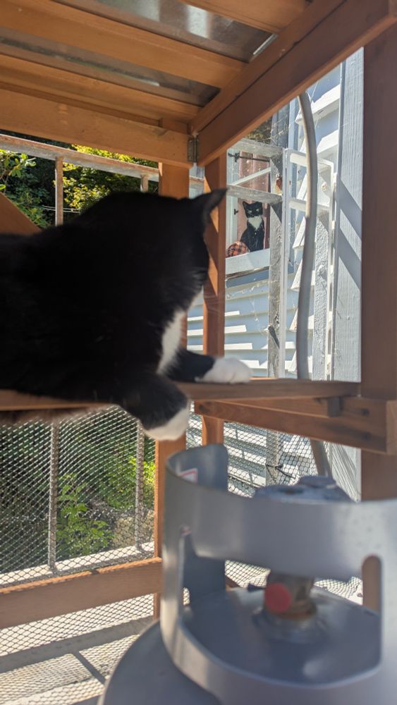 a round tuxedo cat sits on a shelf on a balcony, looking up at a long tuxedo cat in a window 