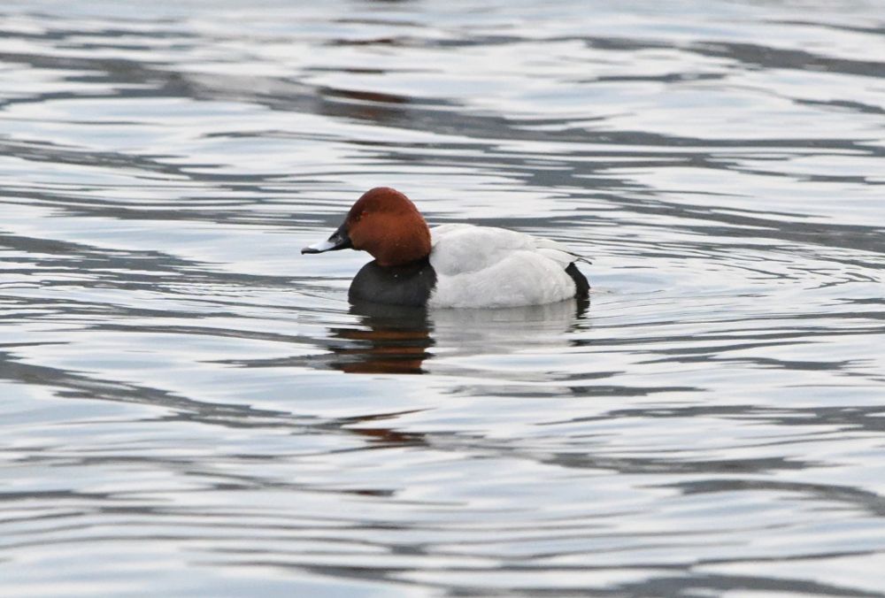 male Pochard, Loch Leven, Kinross-shire