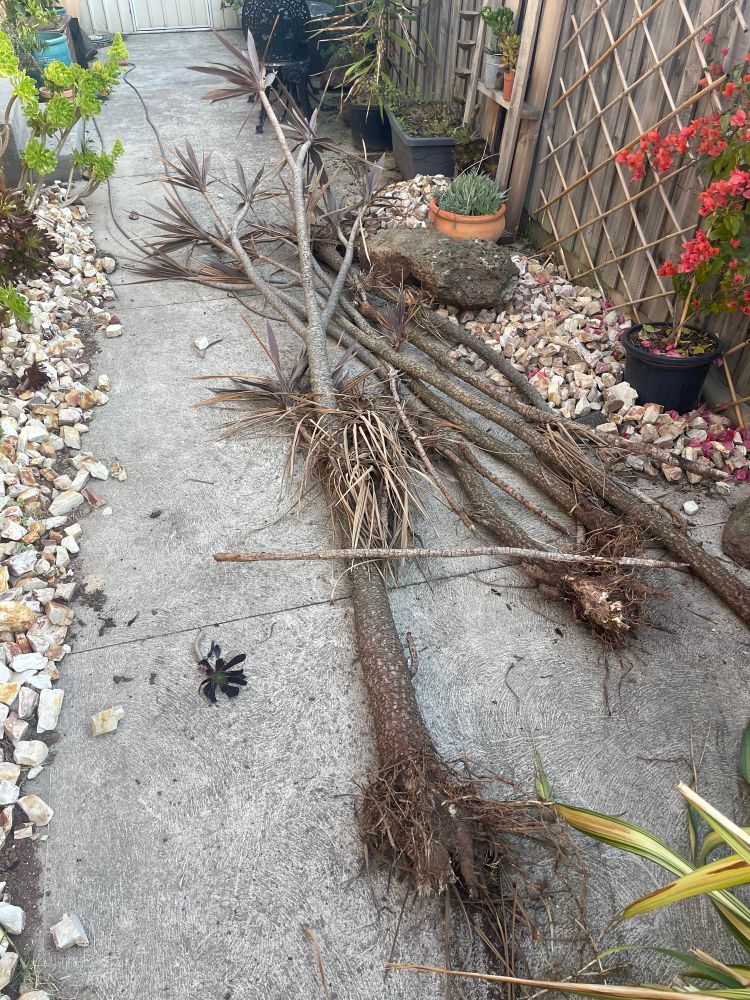 Yucca lies defeated on concrete