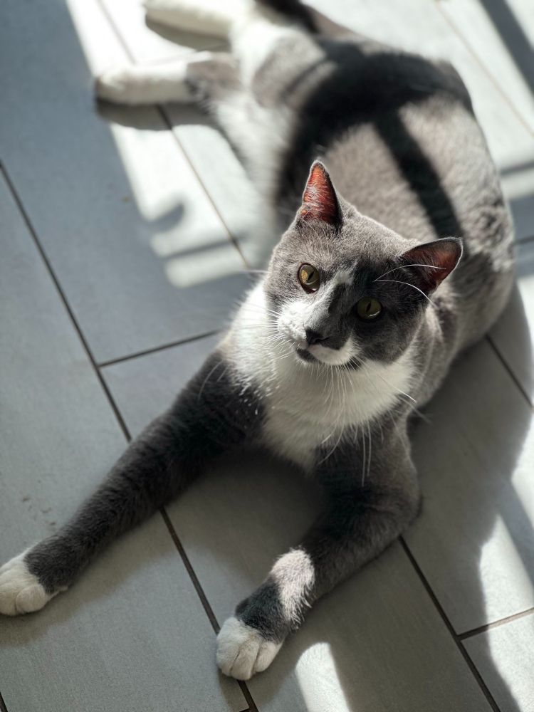 Gray cat looking at camera with white paws and scruff on tile floor in the light through a door's panes of glass