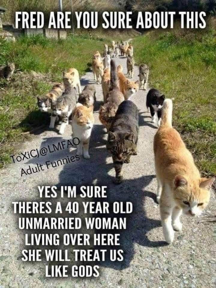 Group of cats, caption says: Fred are you sure about this? 
Fred says: Yes I'm sure there's a 40-year-old unmarried woman living over here and she will treat us like gods.