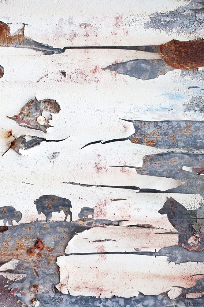 Artwork of a wolf and bison in an abstract winter scene created from a photo of the weathered paint on an old corrugated metal fence with patches of rust and thick peeling paint.