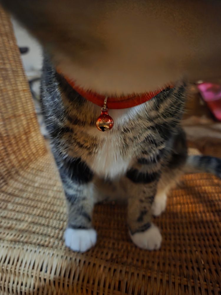 gray, brown, and black tabby with white chest and paws with a red collar with a cute little bell. she's investigating the camera so her neck takes up a large part of the top of the frame. she's standing on a wicker kitchen table chair, facing the camera