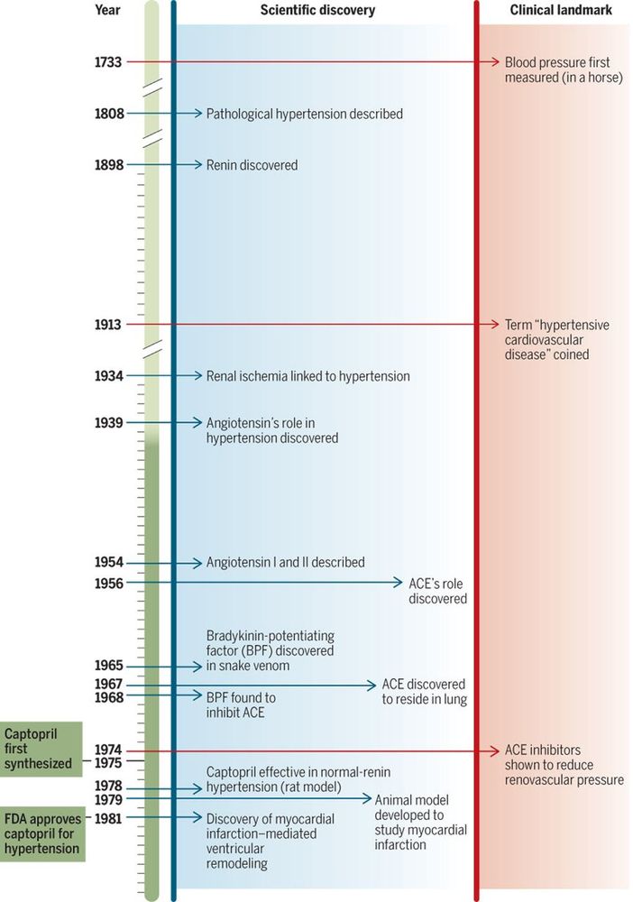 A timeline of basic discoveries leading to FDA approval of the ACE inhibitor captopril.
The role of the renin-angiotensin system in regulating blood pressure was discovered in 1898 by Tigerstedt and Bergman, who identified renin activity in kidney extracts. This discovery set the stage for the elucidation of the renin substrate, angiotensinogen (start of dark green shading), eventually leading to the development of captopril and other ACE inhibitors