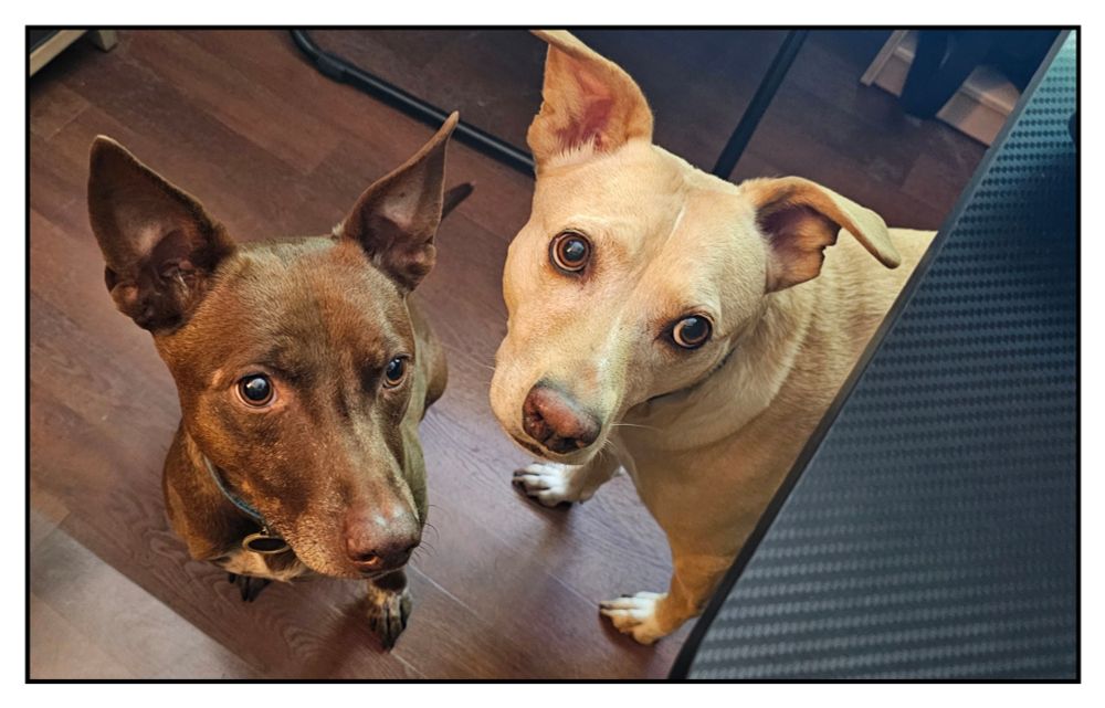 Hilo and Kona are certain there's food on my desk, and are confident in their abilities to help me eat it.