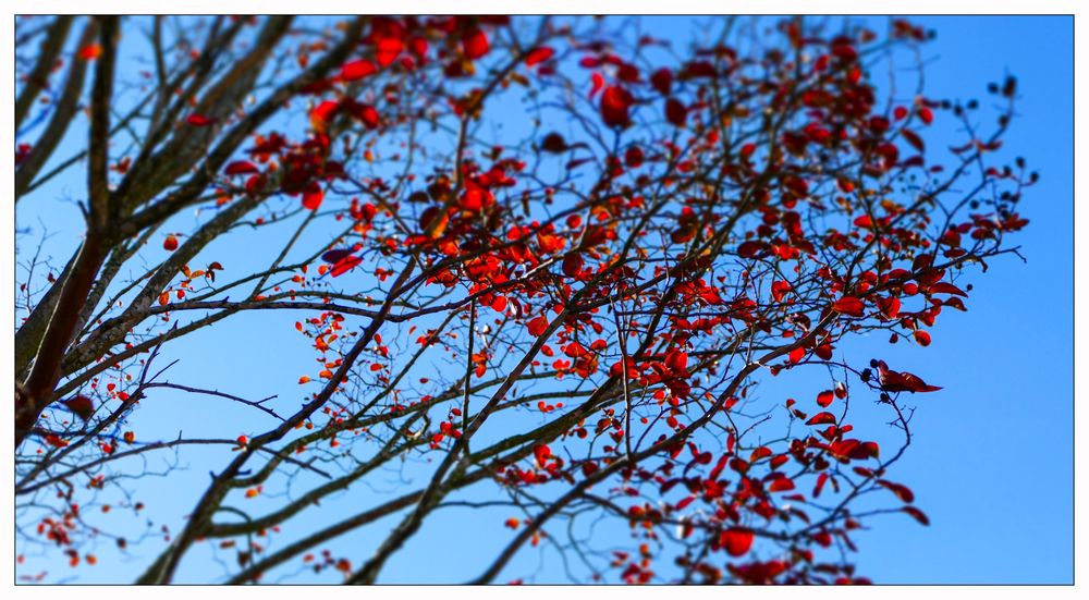 Red leaves stand out against a blue sky in Savannah, Georgia.