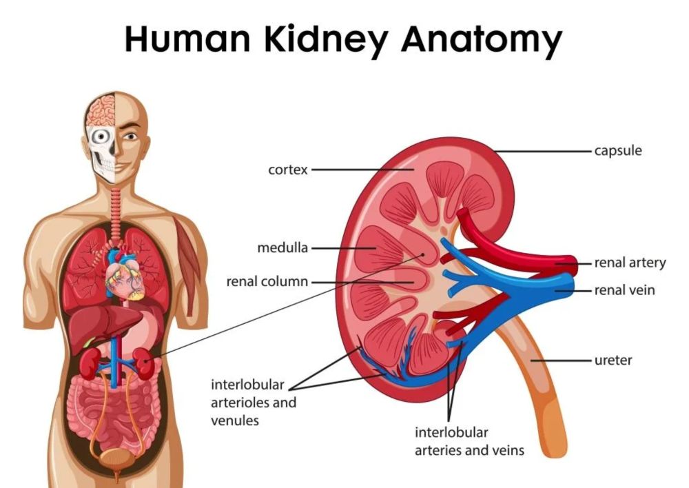 Functions of Kidneys, Role of Kidney in glucose homeostasis, Lipid and protein metabolism - Science online