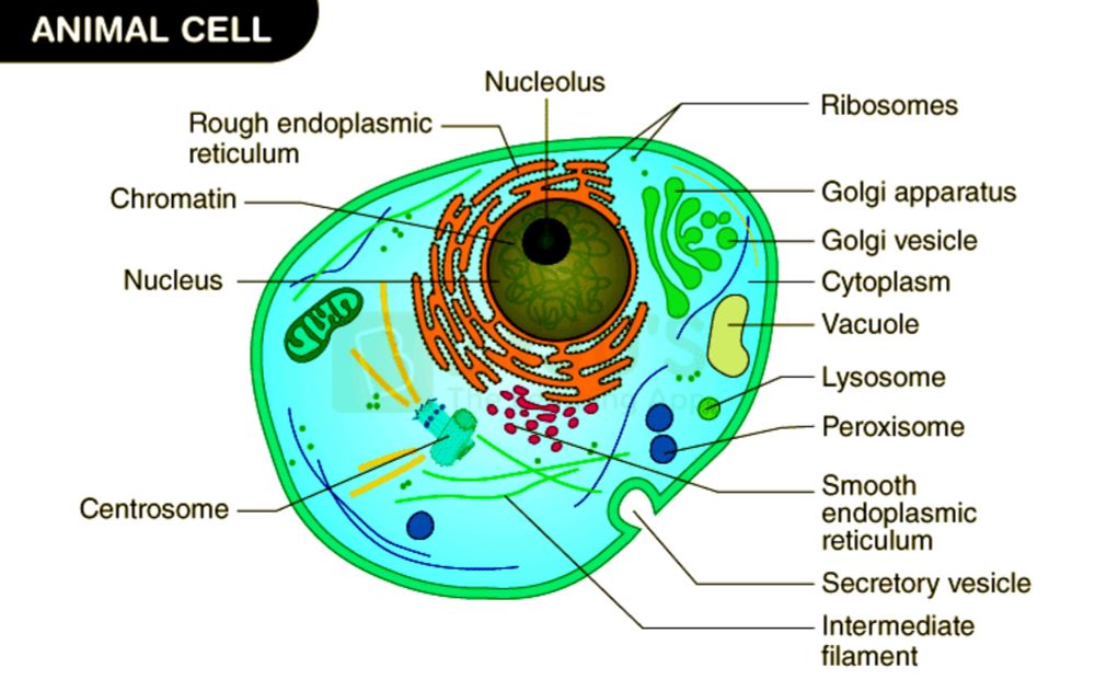 Non-membranous organelles and membranous organelles in the cytoplasm - Science online