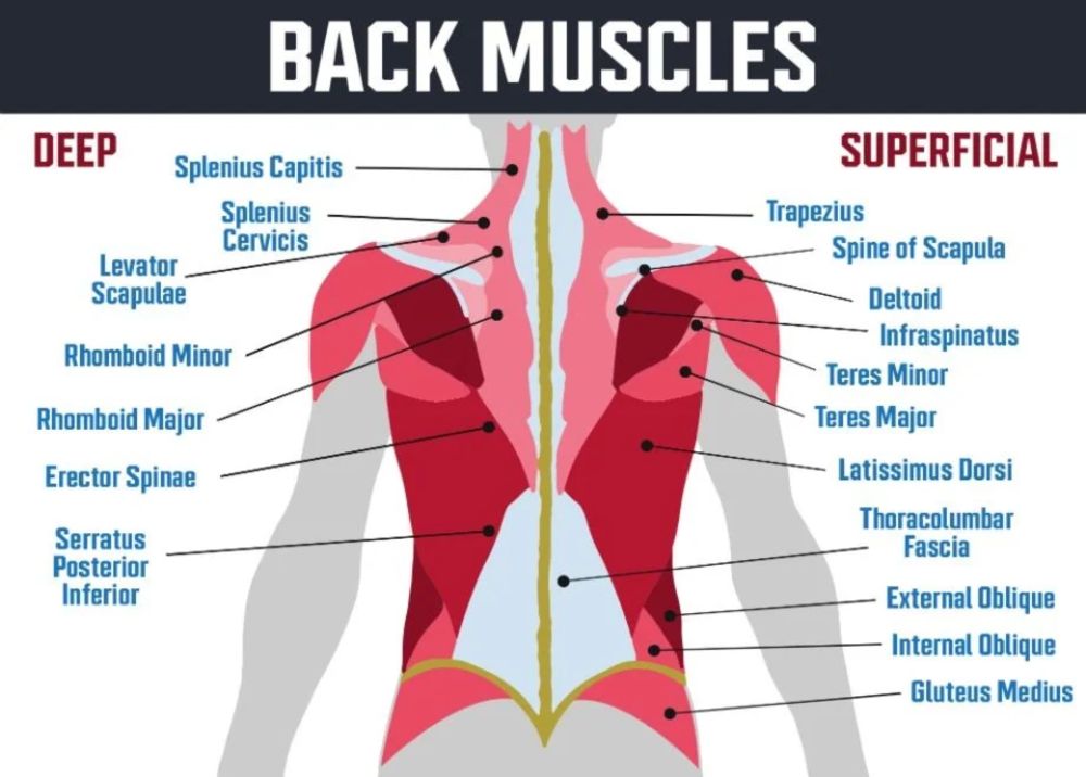 Back muscle anatomy, types, structure, importance and names - Science online