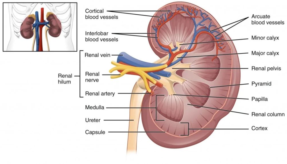 Histological structure of kidneys, Uriniferous tubules and Types of nephrons - Science online