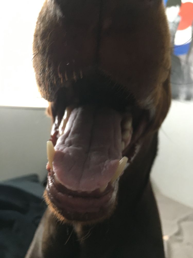 The open mouth of my dog Thor who is a red Doberman. His cute little tongue and teeth are showing