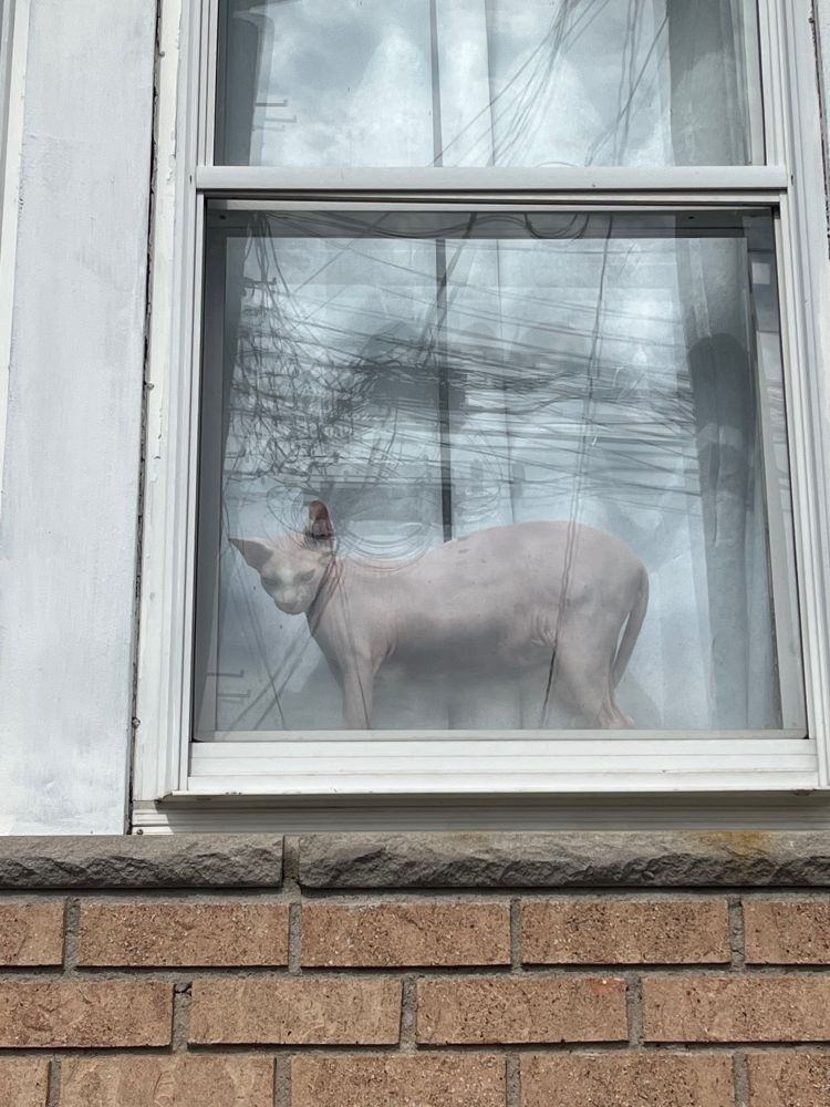 A cute naked cat.