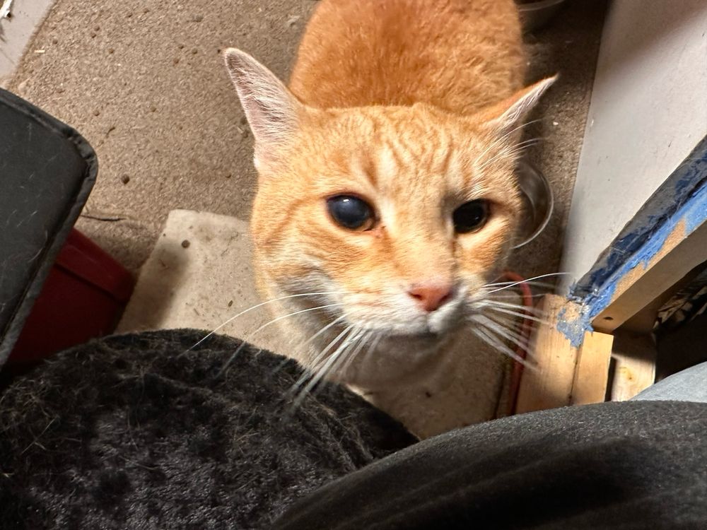 Orange cat with long white whiskers and huge black eyes stares up from the inside of her cat condo.