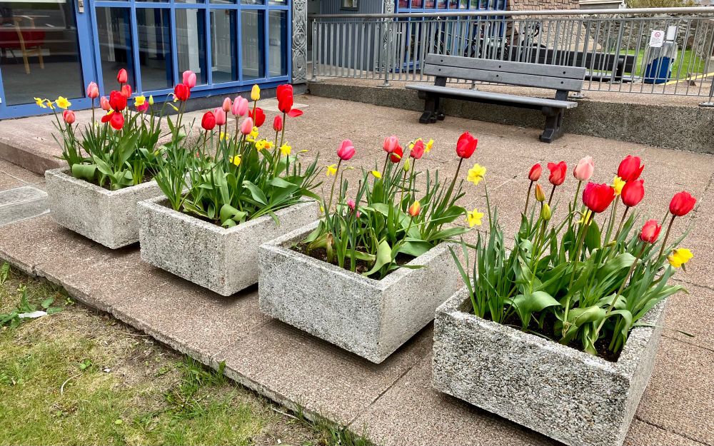 Four square concrete planters full of red and pink tulips with a few yellow daffodils amidst green leaves.