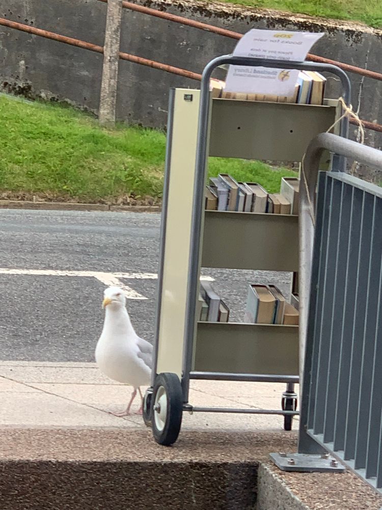a herring gull looks displeased with the selection of sale books on the trolley outside Shetland library 