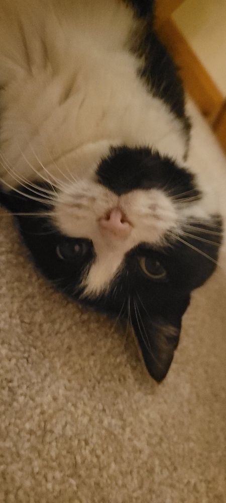 My black and white cat named Sausage, upside down laying on a light coloured carpet.