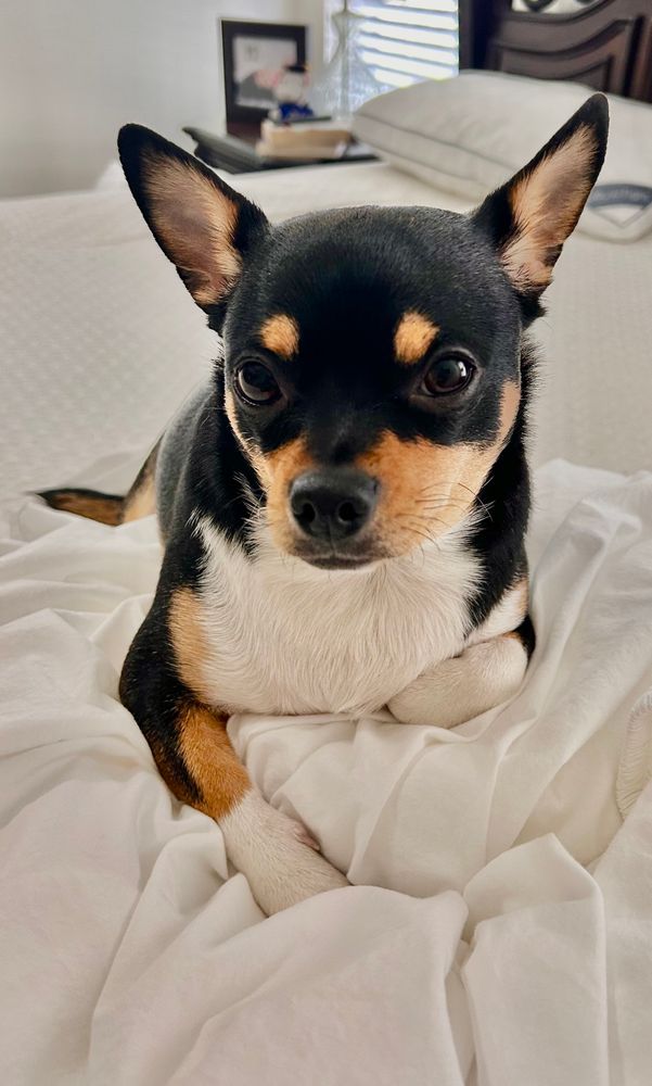 #petsofbluesky #chihuahualovers