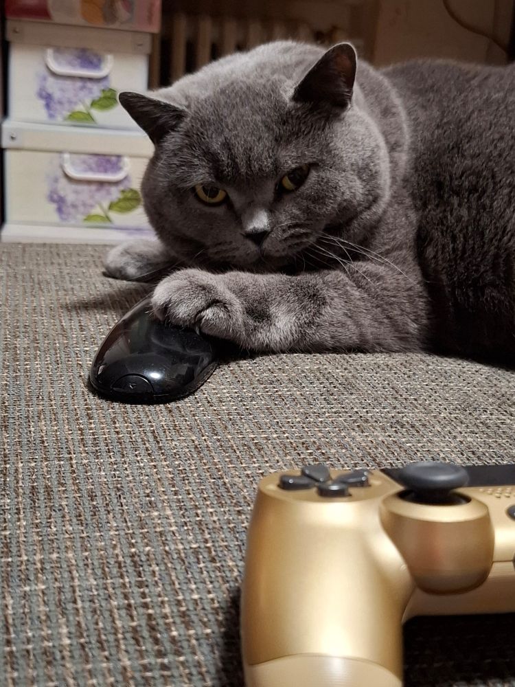 Kater hält eine Fernbedienung als Geisel .