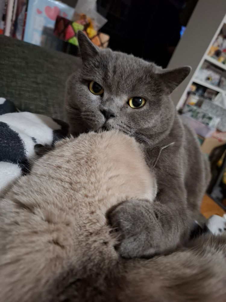 Grauer Kater, der eine weiße Katze etwas unsanft putzt .