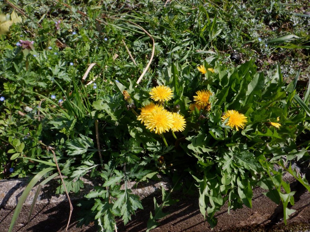 タンポポが綺麗