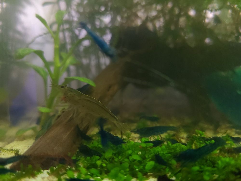 Photo looking into a planted aquarium tank. White sand is covered in spotty green Monte Carlo plants. A stick partially topped in thick Java moss protrudes from a small forest of stem plants in the background. Blue velvet shrimp are clustered in the foreground, searching for food. A well camouflaged amano shrimp sits on the stick, eating a red food pellet.