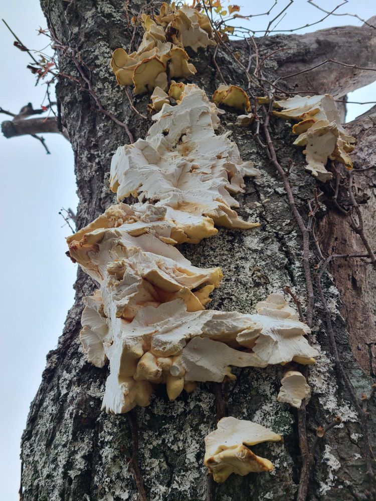Thick, chunky, cream-colored mushrooms rise along a dead tree, its bark covered in dead vines and lichen. Mist obscures the background.