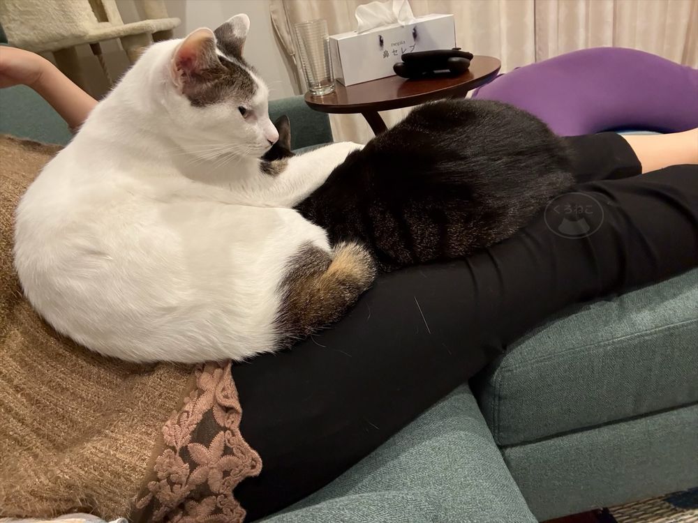 ひじきは足の方に…