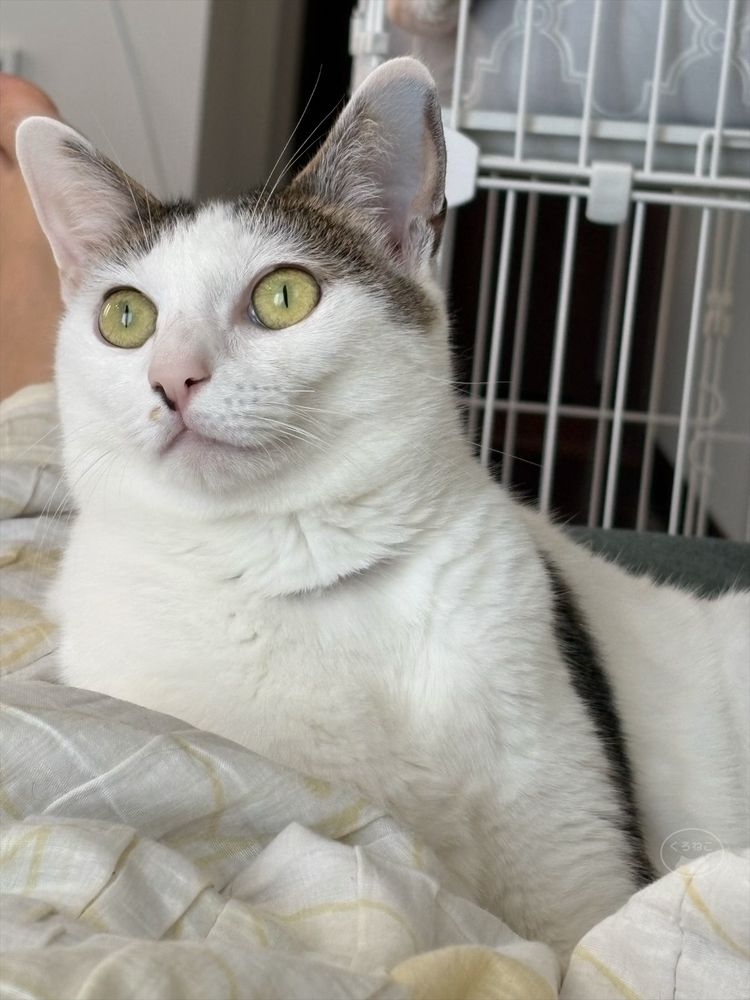 美猫さん！
