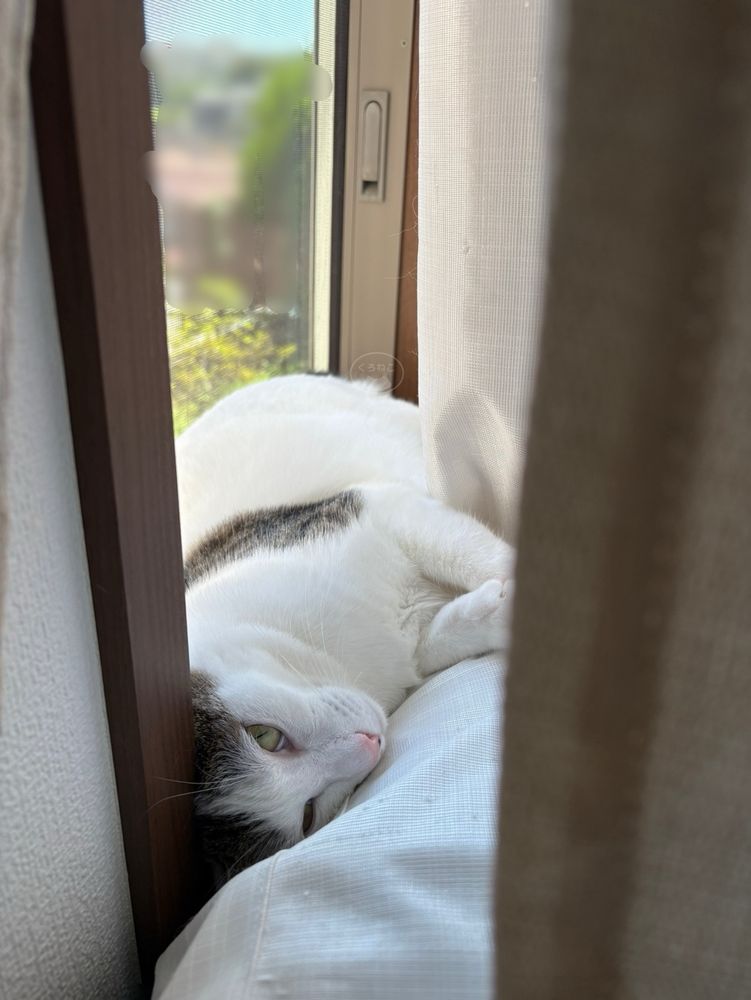 かくれんぼがお上手で。