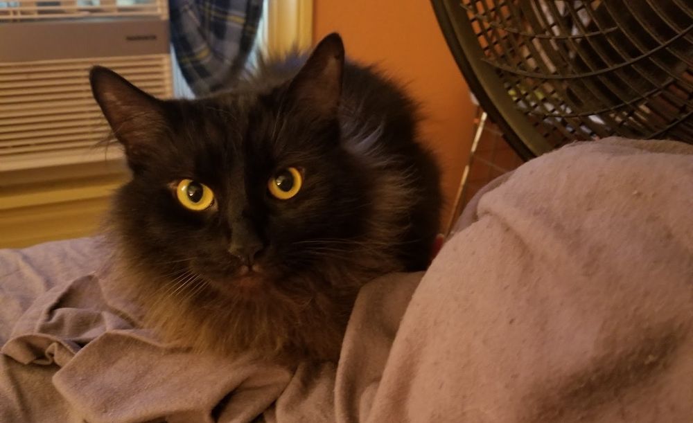 Picture of my black long hair tabby, Loki!