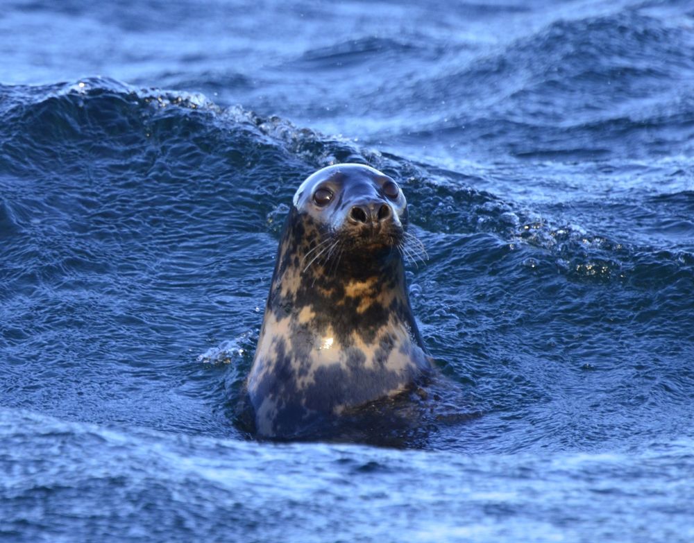 Photo credit: Morten Tange Olsen