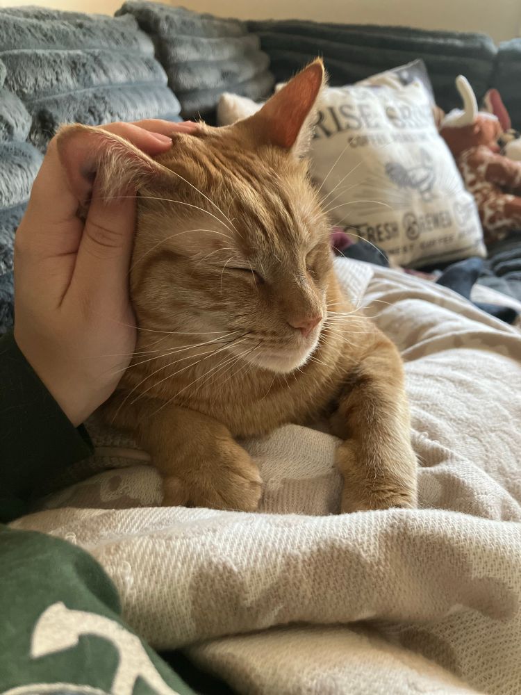 Tigger/Simba