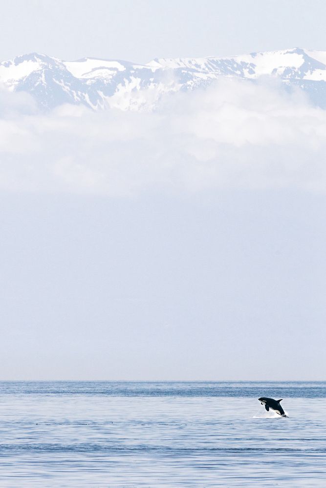 A member of the endangered Southern Resident Killer Orca Whales breaches in front of the Olympic Mountains in the Salish Sea 🐬