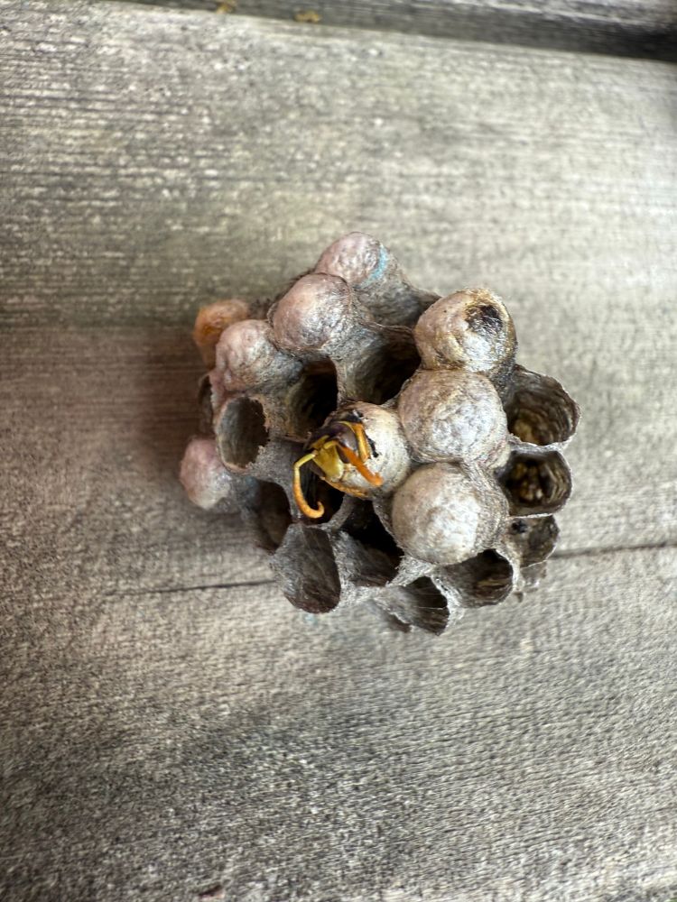 Wasp emerging from nest