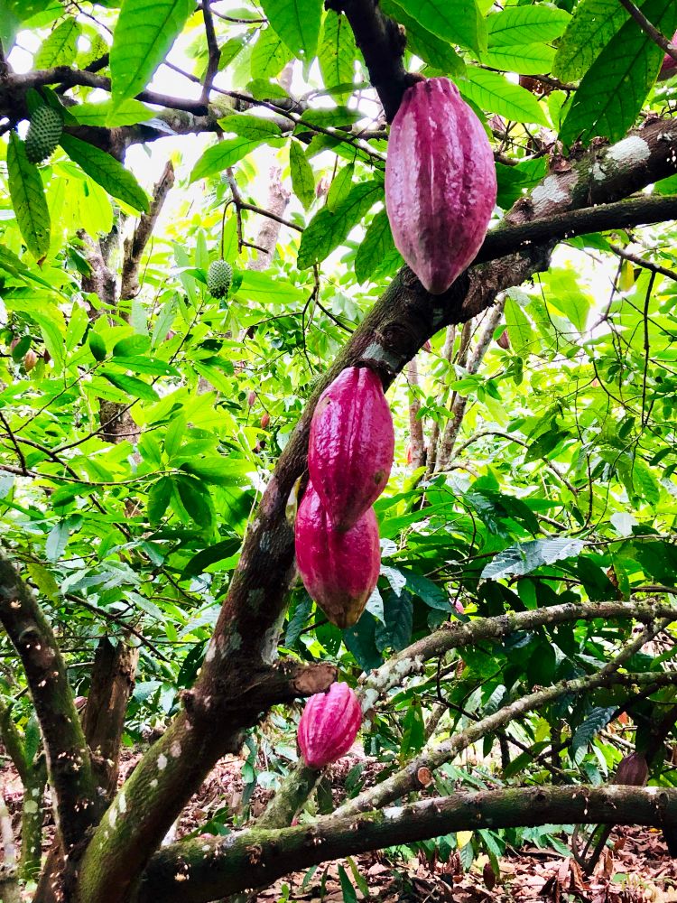 Cacao pods on cacao tree