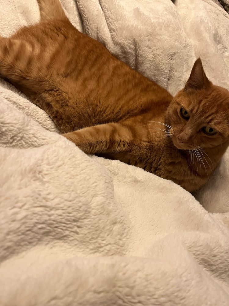 Cheeto bandito chillaxen