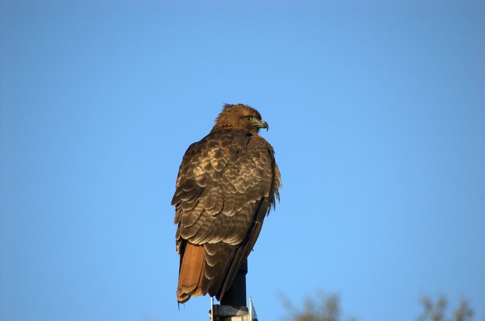 Red- tailed hawk perched on sign