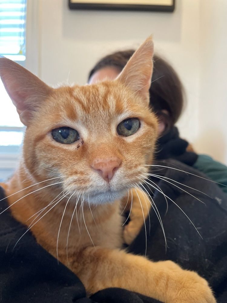 A close up of an orange tabby cat who loves cuddling on cold days like today. 