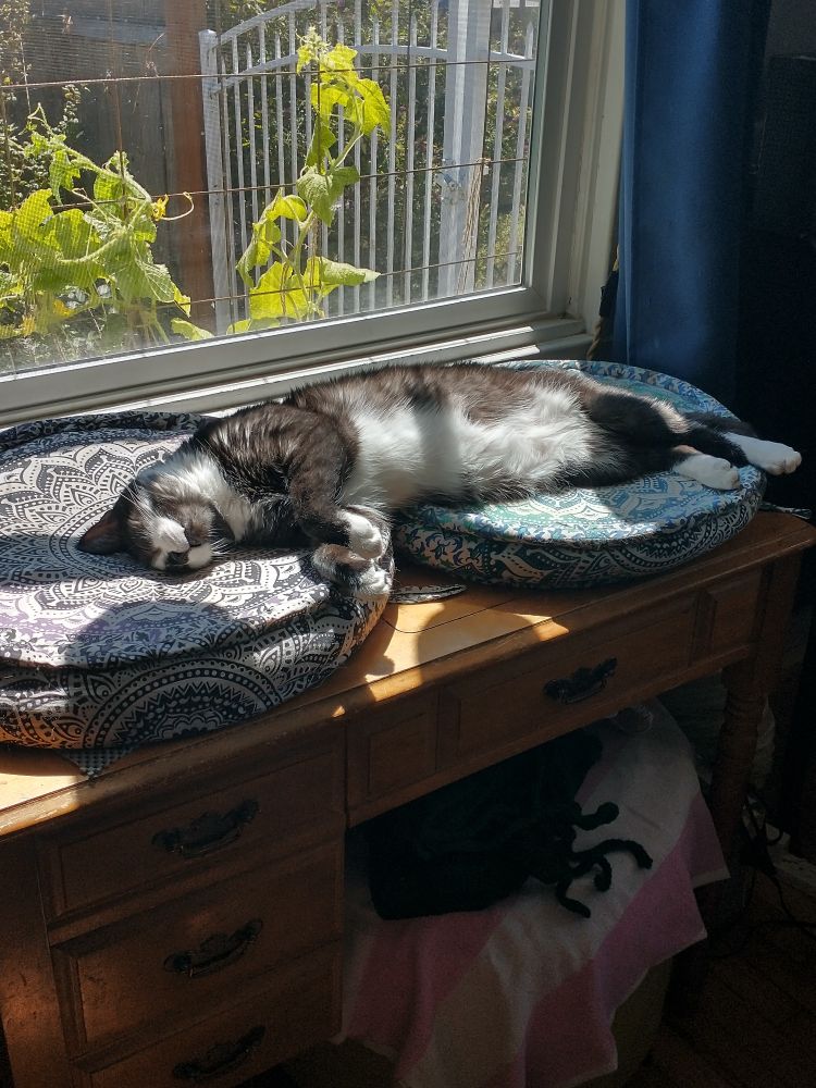 Tuxedo cat sleeping in a sunny window 