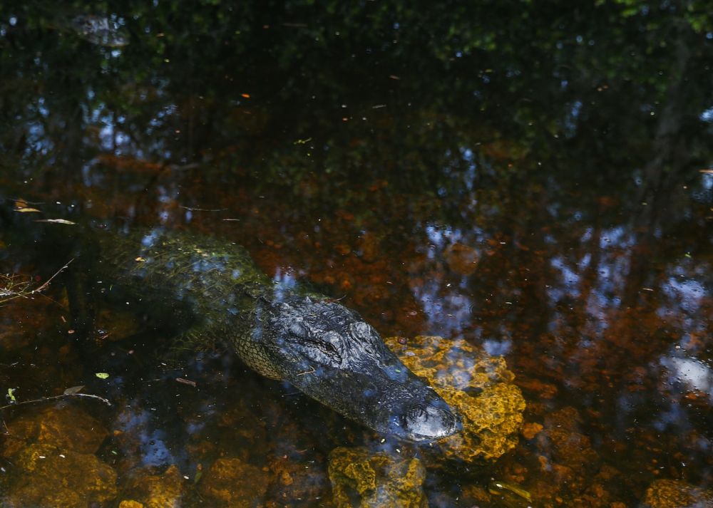 Washington Post journalists toured the Everglades with two environmentalists who pushed to close the detention center. Here’s what the pair believe is at risk.