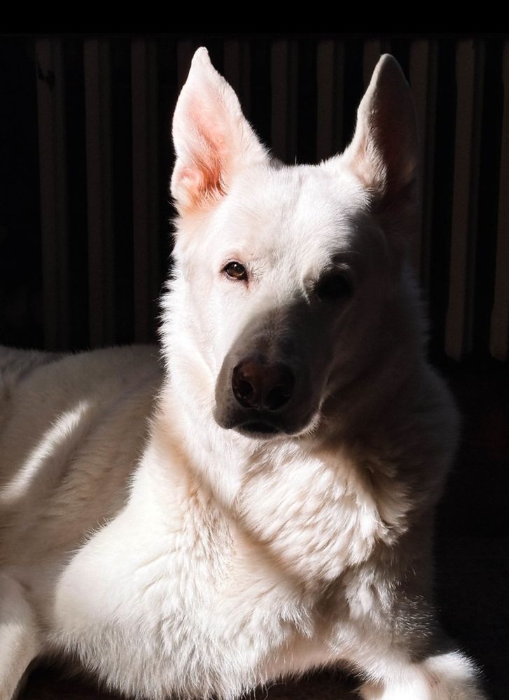 White dog