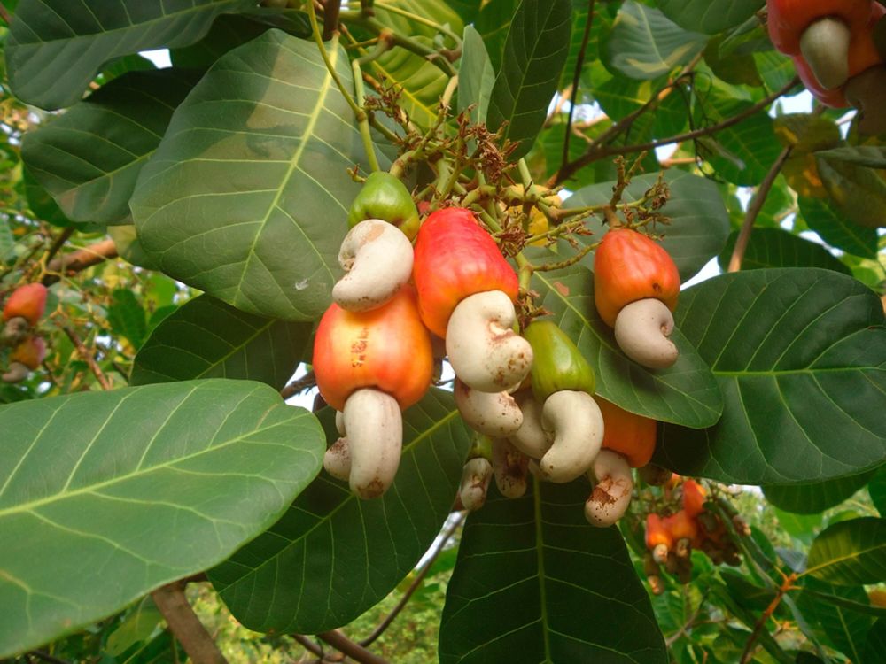 cashew "nuts" emerge from the bottom of orange-red cashew fruits, hanging from a cashew tree
