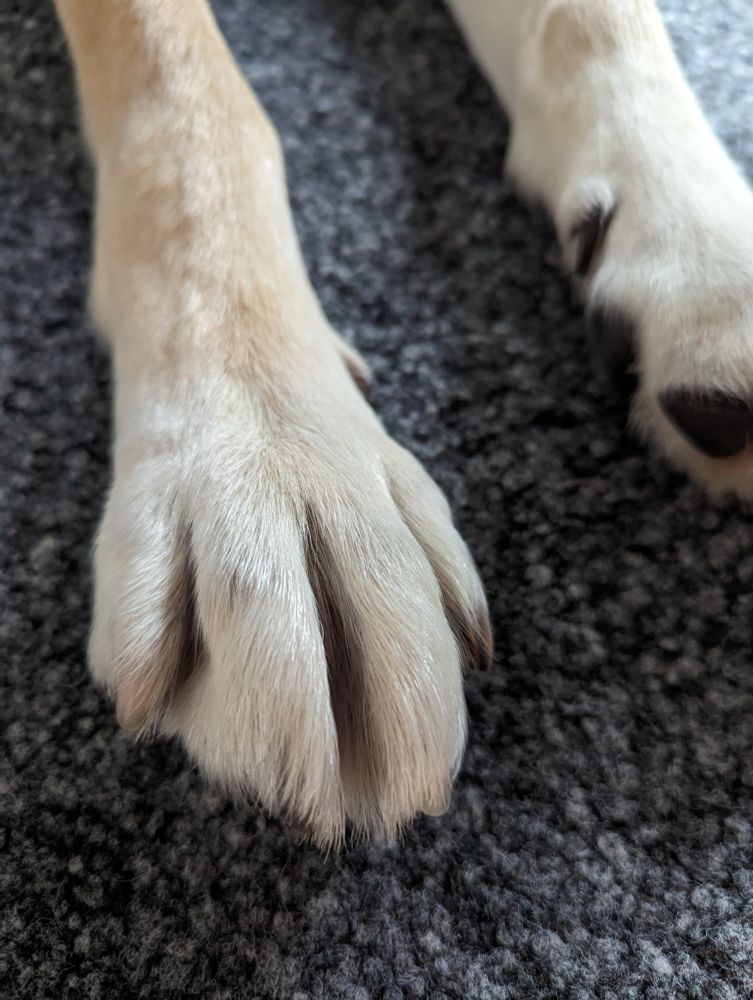 Bild einer Hundepfote