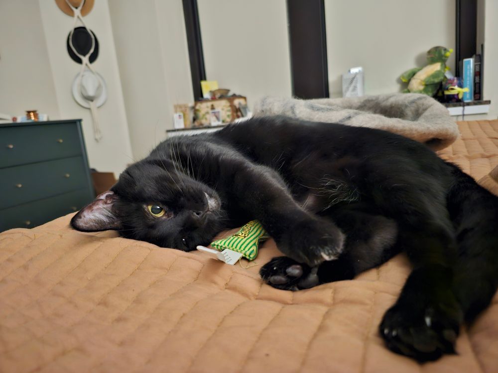 Sid, a black void cat, lies on her side with her head tilted up, staring at me. She is doing a very bad impression of innocence.