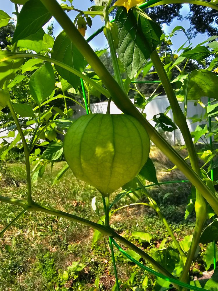 A tomatillo, looking like a bright green paper lantern in a circle shape, hanging from the vine.