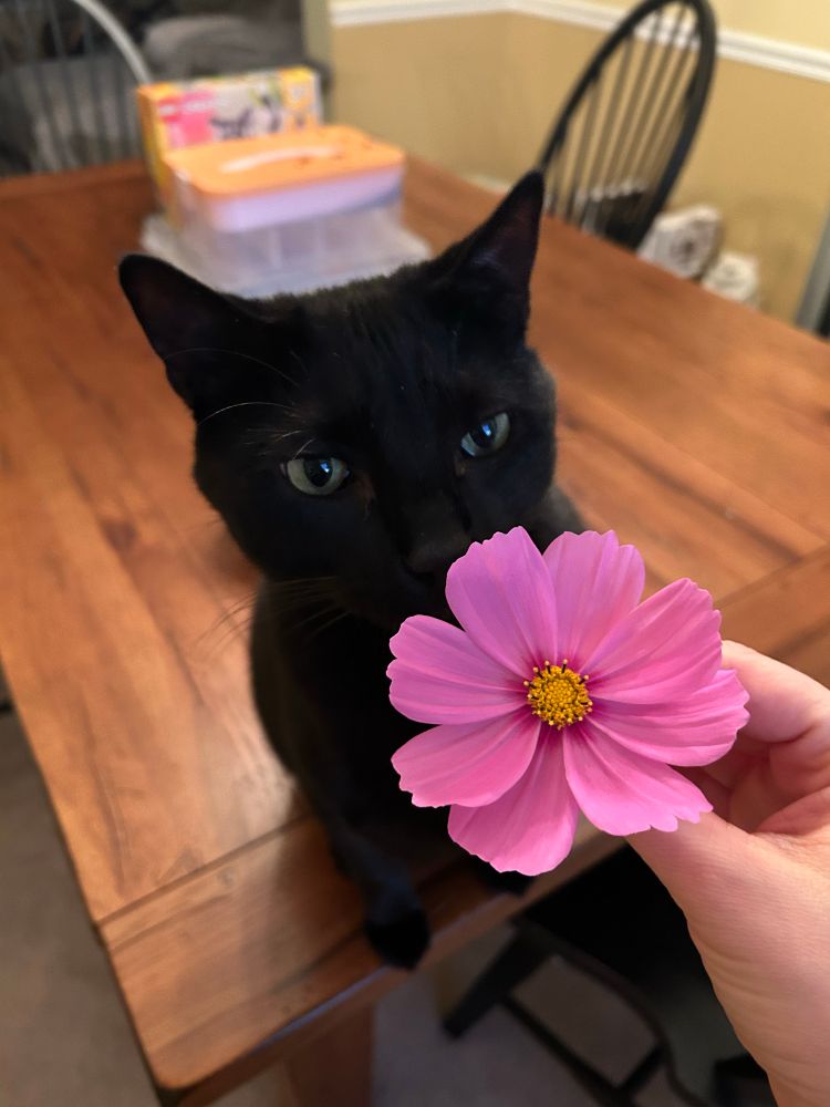 My hand holding the pink flower up to Spud the black cat as he sniffs it intently 