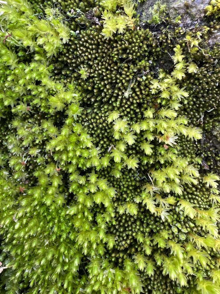 Cusions of pale green moss and olive green liverwort in a mosaic