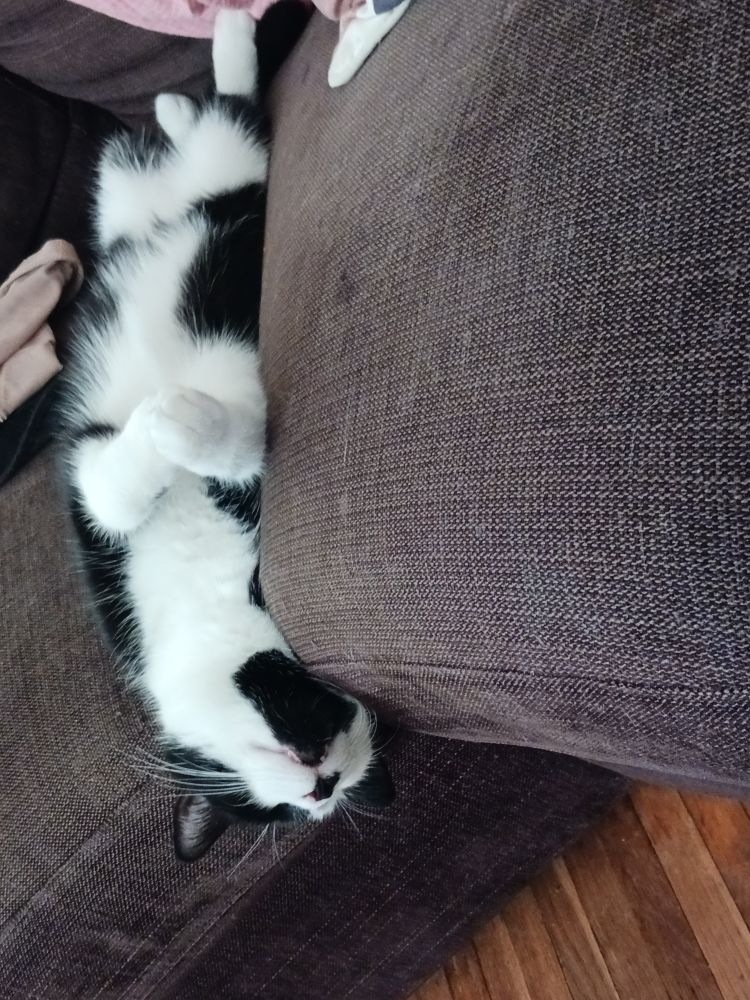 A black and white cat is sleeping in his back in the crevice between two couch cushions.